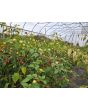 Hot Pepper 'Trepadeira Werner' Seeds