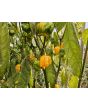 Hot Pepper '7 Pot Yellow' Seeds