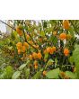 Hot Pepper 'Ojeenma' Seeds