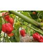 Hot Pepper 'West Indies Red Habanero' Seeds 