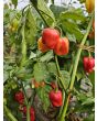 Hot Pepper 'West Indies Red Habanero' Seeds 
