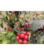 Hot Ornamental Pepper ‘Black Pearl' Seeds