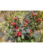 Hot Ornamental Pepper ‘Black Pearl' Seeds
