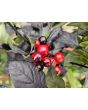 Hot Ornamental Pepper ‘Black Pearl' Seeds