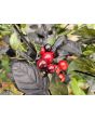 Hot Ornamental Pepper ‘Black Pearl' Seeds