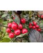 Hot Ornamental Pepper ‘Black Pearl' Seeds