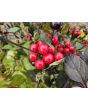 Hot Ornamental Pepper ‘Black Pearl' Seeds