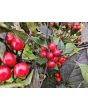 Hot Ornamental Pepper ‘Black Pearl' Seeds