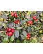 Hot Ornamental Pepper ‘Black Pearl' Seeds