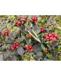 Hot Ornamental Pepper ‘Black Pearl' Seeds