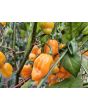 Hot Pepper 'Ojeenma' Seeds