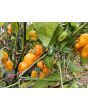 Hot Pepper 'Ojeenma' Seeds