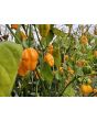 Hot Pepper 'Ojeenma' Seeds