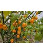 Hot Pepper 'Ojeenma' Seeds