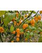 Hot Pepper 'Ojeenma' Seeds