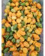 Hot Pepper 'Ojeenma' Seeds