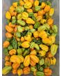 Hot Pepper 'Ojeenma' Seeds