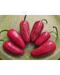 Hot Pepper ‘Traveler Jalapeno' Seeds