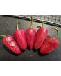 Hot Pepper ‘Early Jalapeno’ Seeds