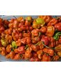 Sweet Pepper 'Arroz Con Pollo' Seeds