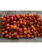 Hot Pepper 'Trepadeira Werner' Seeds