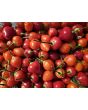 Hot Pepper 'Trepadeira Werner' Seeds