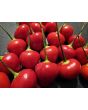 Hot Pepper 'Trepadeira Werner' Seeds