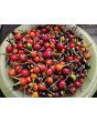 Hot Ornamental Pepper ‘Black Pearl' Seeds