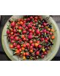 Hot Ornamental Pepper ‘Black Pearl' Seeds