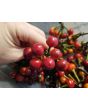 Hot Ornamental Pepper ‘Black Pearl' Seeds