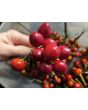 Hot Ornamental Pepper ‘Black Pearl' Seeds