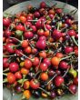 Hot Ornamental Pepper ‘Black Pearl' Seeds