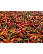 Hot Ornamental Pepper ‘Christmas' Seeds