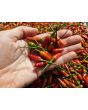 Hot Ornamental Pepper ‘Christmas' Seeds