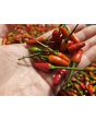 Hot Ornamental Pepper ‘Christmas' Seeds