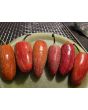 Hot Pepper 'Jalapeno Craig's Grande' Seeds