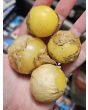 Tomatillo 'Amarylla' Seeds