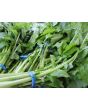 Turnip 'Seven Top' 
