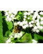 White Snakeroot Seeds (Certified Organic)