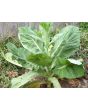 Mustard 'Florida Broadleaf'