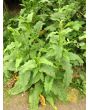 Curly Dock AKA Yellow Dock Seeds (Certified Organic)