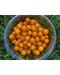Tomato 'Sungold F2' 