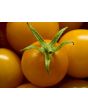 Tomato 'Sungold F2' 