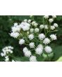 White Snakeroot Seeds (Certified Organic)