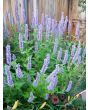 Anise Hyssop 'Blue Fortune' 