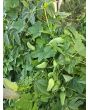 Caigua / Slipper Gourd Seeds