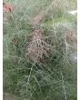 Bronze Fennel 'Smokey' 