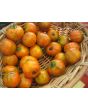 Eggplant ‘Turkish Orange’