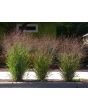 Switchgrass Seeds (Certified Organic)