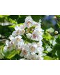 Northern Catalpa Tree Seeds (Certified Organic)